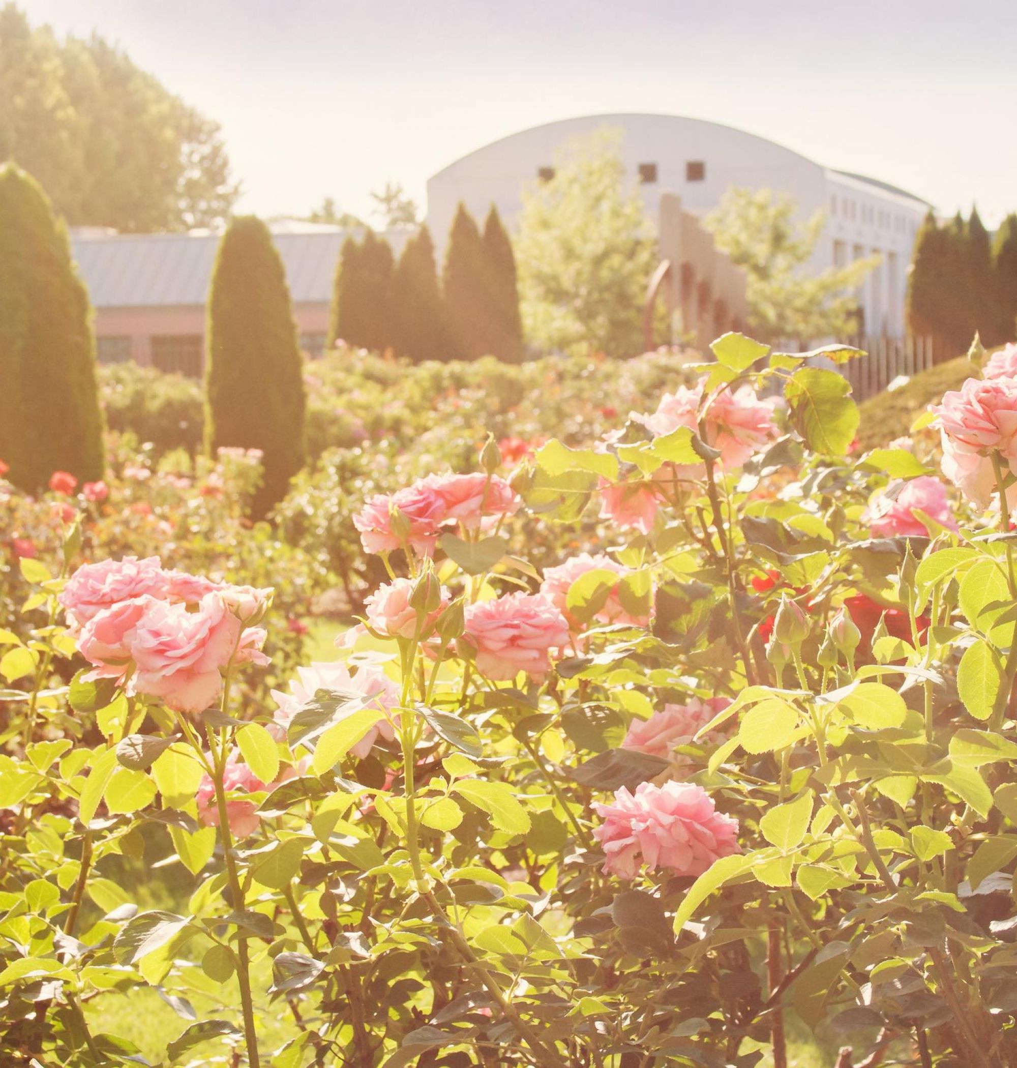 A sunlit garden with pink roses, green bushes, and a white building in the background near LOCAL Boise apartments.
